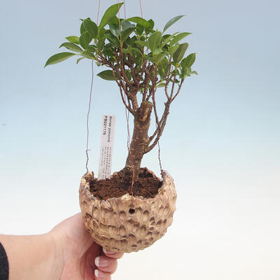 Kokedama v keramike - malolistá ficus - Ficus kimmen - 1