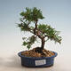 Vonkajšie bonsai - Juniperus chinensis Itoigawa-Jalovec čínsky - 1/2