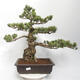 Vonkajšie bonsai - Pinus parviflora - borovica drobnokvetá - 1/5