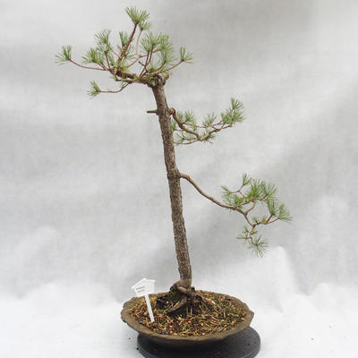 Vonkajší bonsai -Borovice lesná - Pinus sylvestris - 1