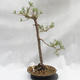 Vonkajší bonsai -Borovice lesná - Pinus sylvestris - 1/5