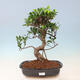 Izbová bonsai - Ficus kimmen - malolistý fikus - 1/5