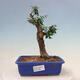 Izbová bonsai - Olea europaea sylvestris -Oliva evropská drobnolistá - 1/6