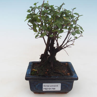 Pokojová bonsai - Sagerécie thea - Sagerécie thea PB2191799 - 1