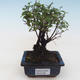 Pokojová bonsai - Sagerécie thea - Sagerécie thea PB2191799 - 1/4