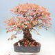Vonkajší bonsai -Carpinus Coreana - Hrab kórejský - 1/5