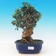 Izbová bonsai - Olea europaea sylvestris -Oliva európska drobnolistá - 1/6