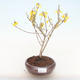 Vonkajšie bonsai - Zlatice - Forsythia intermedia Week End - 1/2