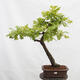 Vonkajší bonsai Quercus Cerris - Dub Cer - 1/5