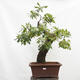 Vonkajší bonsai Quercus Cerris - Dub Cer - 1/6