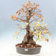 Vonkajší bonsai -Carpinus Coreana - Hrab kórejský - 1/5