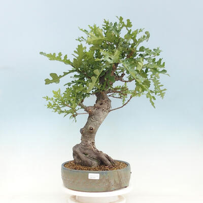 Vonkajší bonsai Quercus Cerris - Dub Cer - 1
