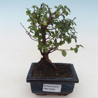 Pokojová bonsai - Sagerécie thea - Sagerécie thea PB2191805 - 1