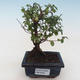 Pokojová bonsai - Sagerécie thea - Sagerécie thea PB2191805 - 1/4