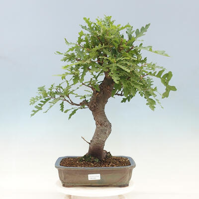 Vonkajší bonsai Quercus Cerris - Dub Cer - 1