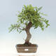 Vonkajší bonsai Quercus Cerris - Dub Cer - 1/4