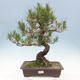 Vonkajší bonsai - Pinus thunbergii - Borovica thunbergova - 1/5