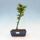 Vonkajší bonsai -Javor dlaňovitolistý Acer palmatum Shishigashira - 1/3
