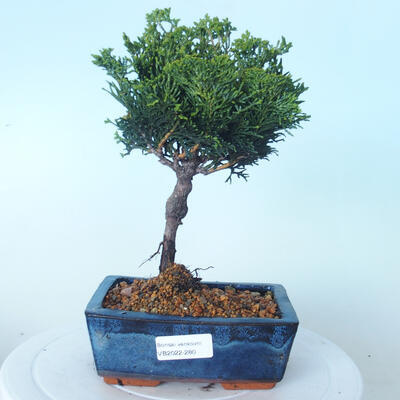 Vonkajšie bonsai - Cham.pis obtusa Nana Gracilis - Cypruštek - 1