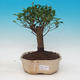 Izbová bonsai - Austrálska čerešňa - Eugenia uniflora - 1/3