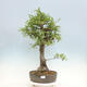 Vonkajší bonsai Quercus Cerris - Dub Cer - 1/4