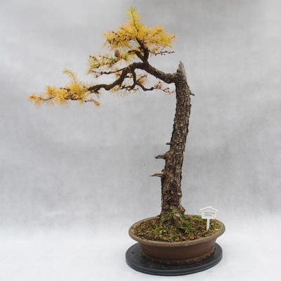 Vonkajší bonsai -Modřín opadavý- Larix decidua - 1