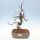 Vonkajšie bonsai - Pseudocydonia sinensis - Dula čínska - 1/7