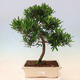 Izbová bonsai - Podocarpus - Kamenný tis - 1/7