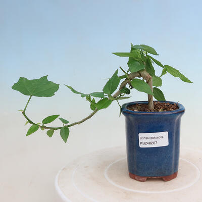 Izbová bonsai - Malvaviscus arboreus - ibištekovec drevnatý - 1