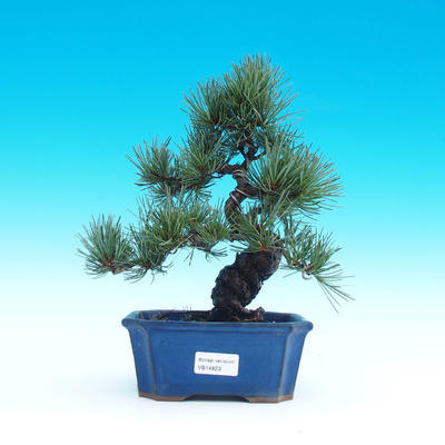 Vonkajšie bonsai -Pinus parviflora-Borovica drobnokvetá