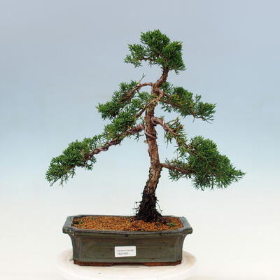 Vonkajší bonsai - Juniperus chinensis Kishu-Jalovec čínsky - 1