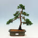 Vonkajší bonsai - Juniperus chinensis Kishu-Jalovec čínsky - 1/4