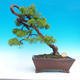 Vonkajšie bonsai - Juniperus chinensis -Jalovec čínsky - 1/3