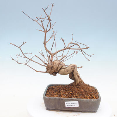 Vonkajšie bonsai - krásnoplodka Callicarpa - 1