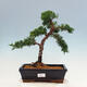 Vonkajší bonsai - Juniperus chinensis Kishu-Jalovec čínsky - 1/4