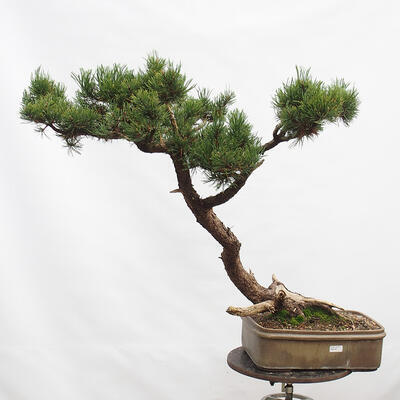 Vonkajší bonsai -Borovice blatka - Pinus uncinata - 1