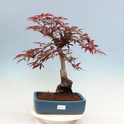 Vonkajší bonsai - Acer palmatum Atropurpureum - Javor dlanitolistý červený - 1