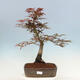 Vonkajší bonsai - Acer palmatum Atropurpureum - Javor dlanitolistý červený - 1/4