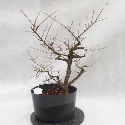 Vonkajší bonsai -jilm malo - lišty - Ulmus parviflora - 1