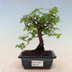 Izbová bonsai - Sagerécia thea - Sagerécia thea - 1/5