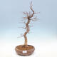 Vonkajší bonsai -Carpinus CARPINOIDES - Hrab kórejský - 1/5