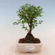 Izbová bonsai - Sagerécia thea - Sagerécia thea - 1/5