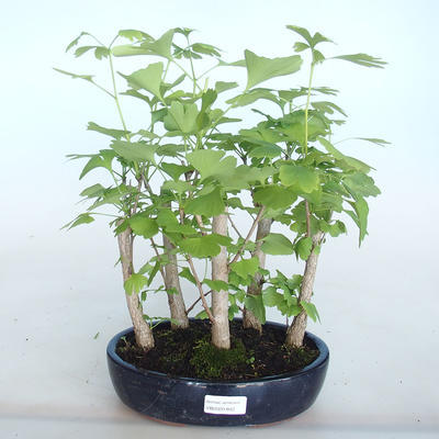 Vonkajšie bonsai - Ginko dvojlaločné - Ginkgo biloba - 1