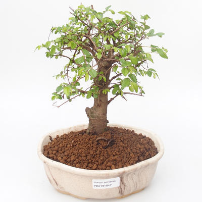 Pokojová bonsai - Ulmus parvifolia - Malolistý jilm PB2191847 - 1