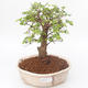 Pokojová bonsai - Ulmus parvifolia - Malolistý jilm PB2191847 - 1/3