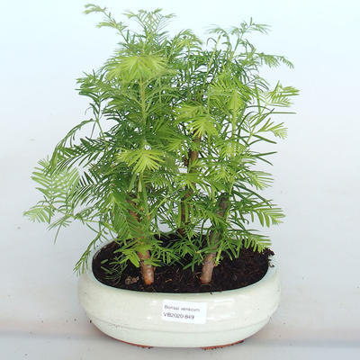 Vonkajšie bonsai -Metasequoi - metasekvoj čínska lesíkom - 1