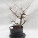 Vonkajší bonsai -jilm malo - lišty - Ulmus parviflora - 1/4