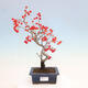Vonkajší bonsai - Pourthiaea villosa - Blýskalka chlpatá - 1/5