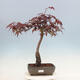 Vonkajší bonsai - Acer palmatum Atropurpureum - Javor dlanitolistý červený - 1/4