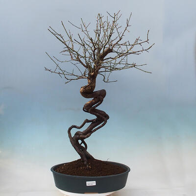 Vonkajší bonsai -Japonská marhuľa - Prunus mume - 1